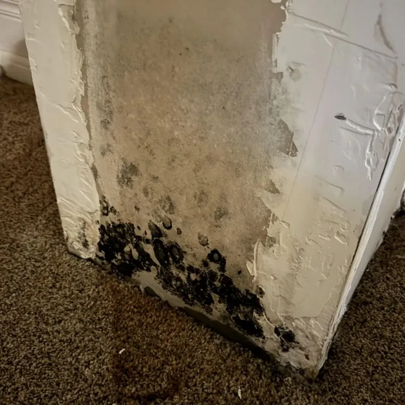 Professional Mold Removal in Seminole, TX
